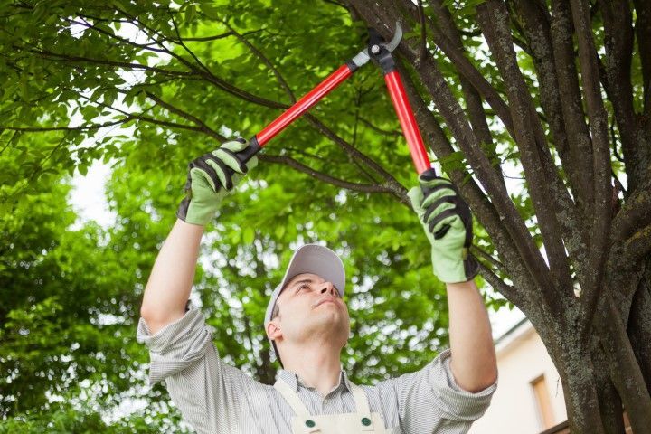 A person wearing work gloves and a cap uses long-handled loppers to prune branches from a tree.