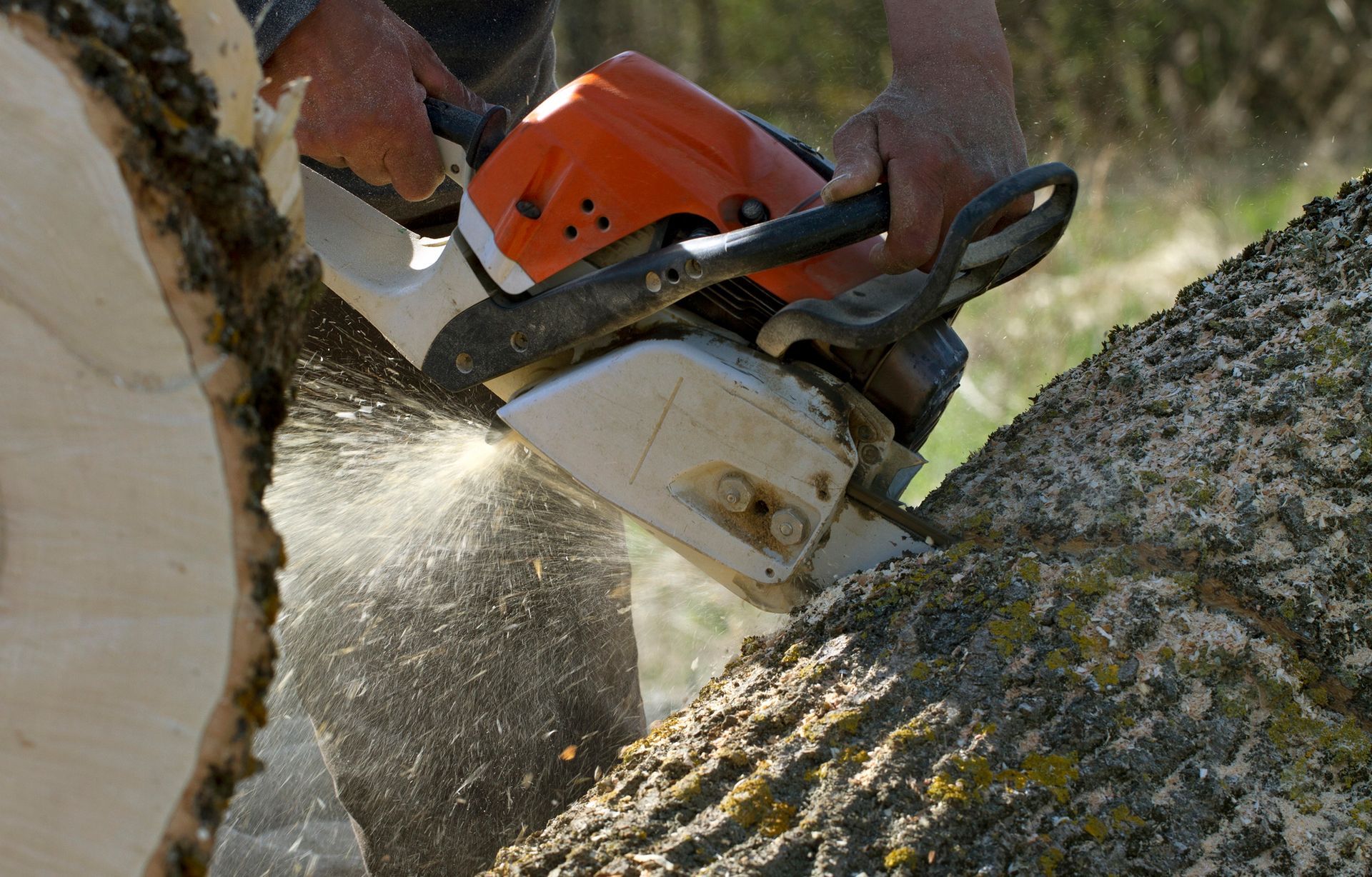 A person uses an orange chainsaw to cut into a textured, mossy tree trunk, with sawdust spraying from the cut.