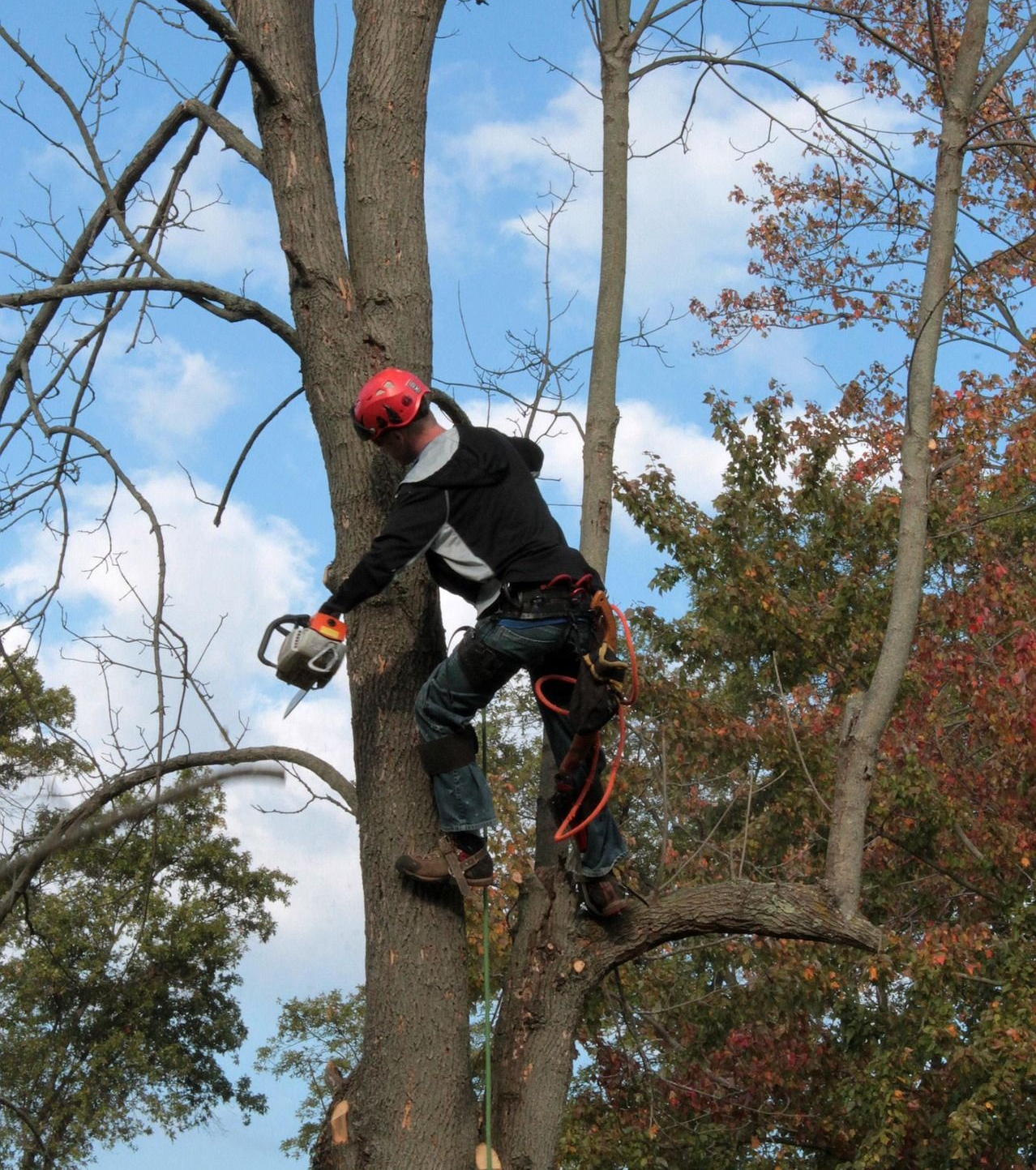An arborist in a red helmet uses a chainsaw while secured to a tree trunk with climbing gear.