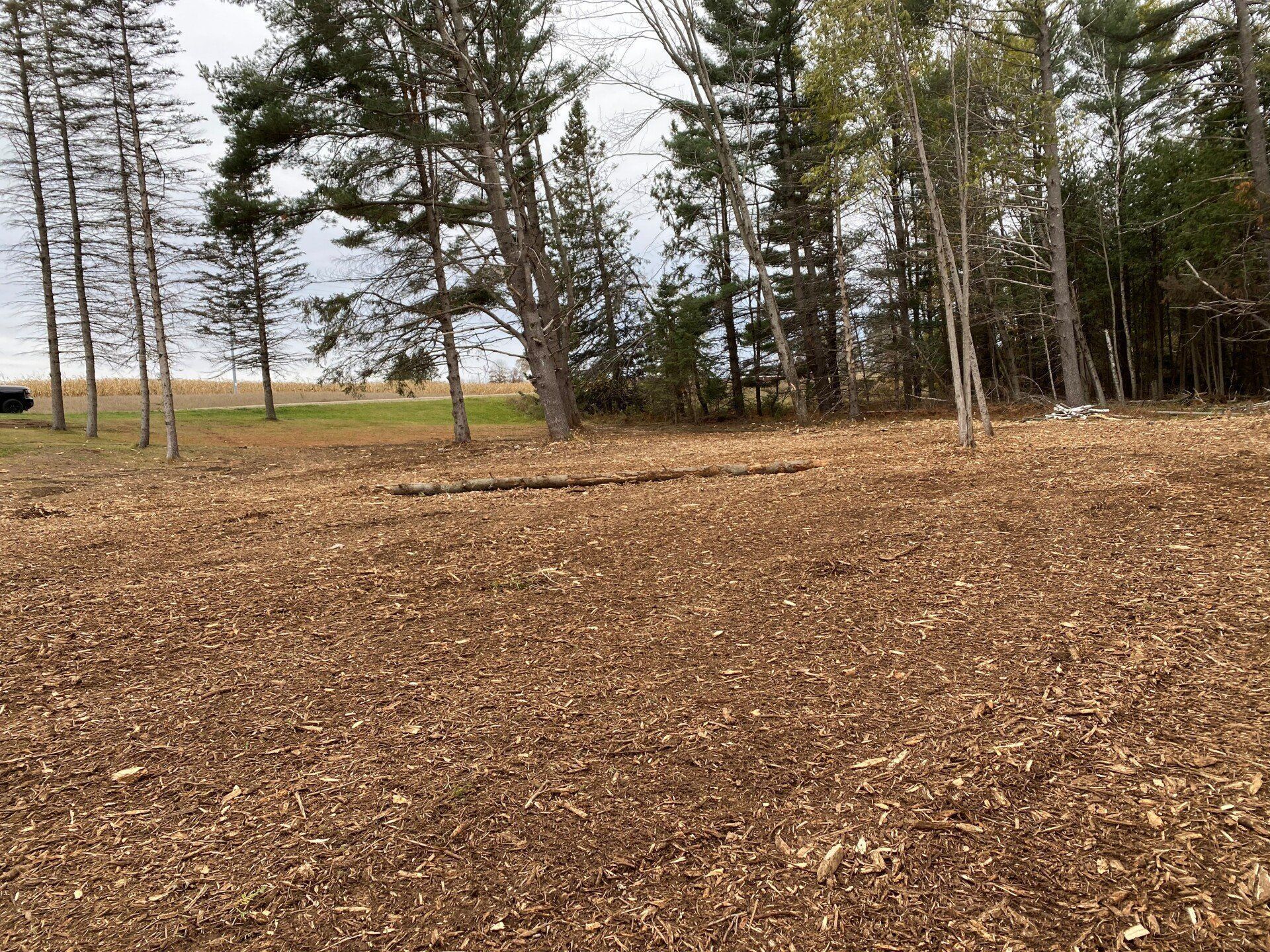 A field covered in brown wood chips with trees