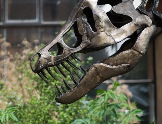 Sedgwick Museum dinosaur head