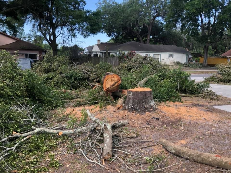 A tree stump is sitting in the middle of a pile of branches.