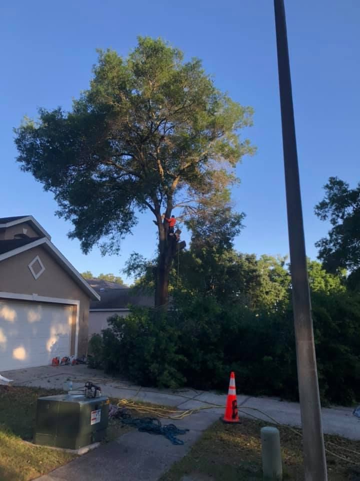 A man is climbing a tree in front of a house.