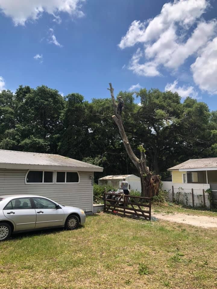 A man is climbing a tree in front of a house.