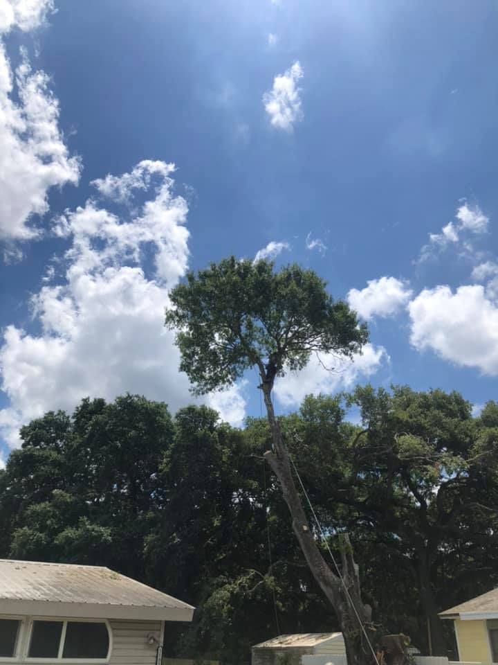 A tree is being cut down in front of a house on a sunny day.
