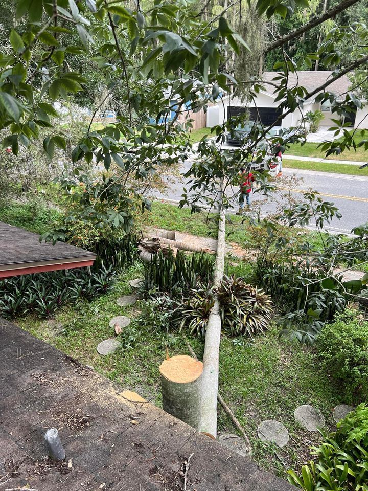 A tree is being cut down in a yard next to a road.