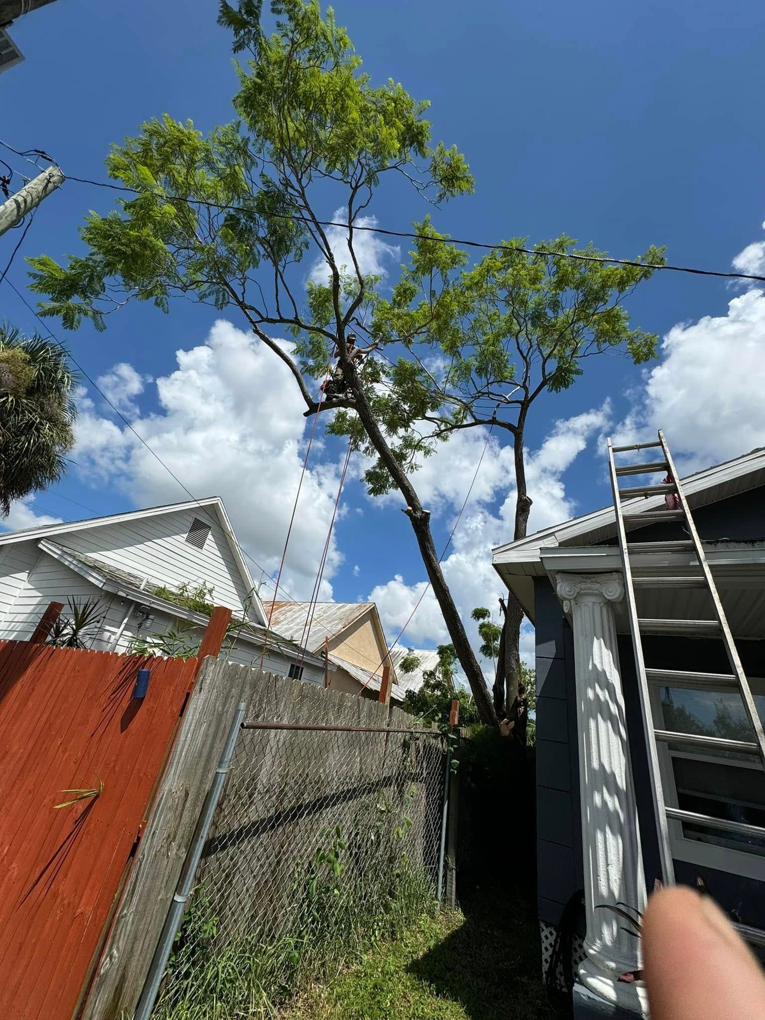 A person is cutting a tree in front of a house.