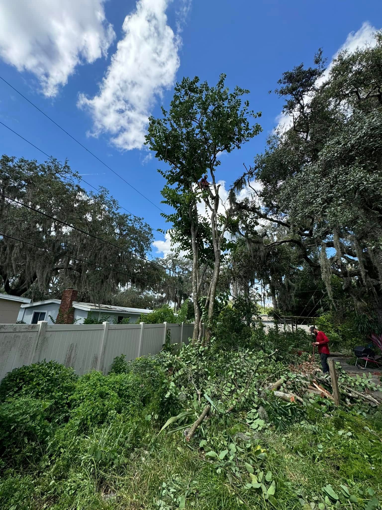 A man is cutting down a tree in a yard.