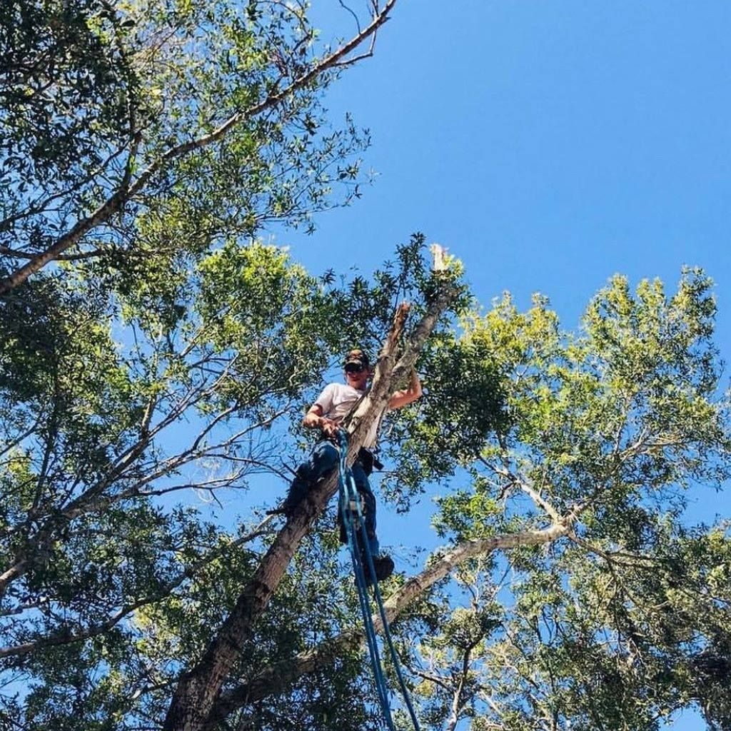 A man is climbing up a tree with a rope.