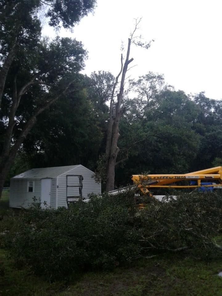 A tree is being cut down in front of a shed