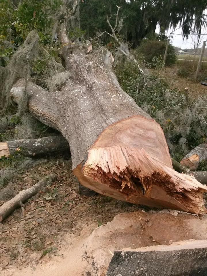 A large tree stump is laying on the ground in the middle of a forest.