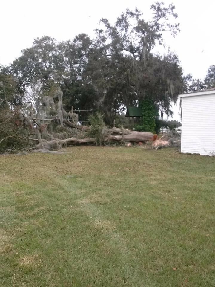A fallen tree in a yard next to a white house.