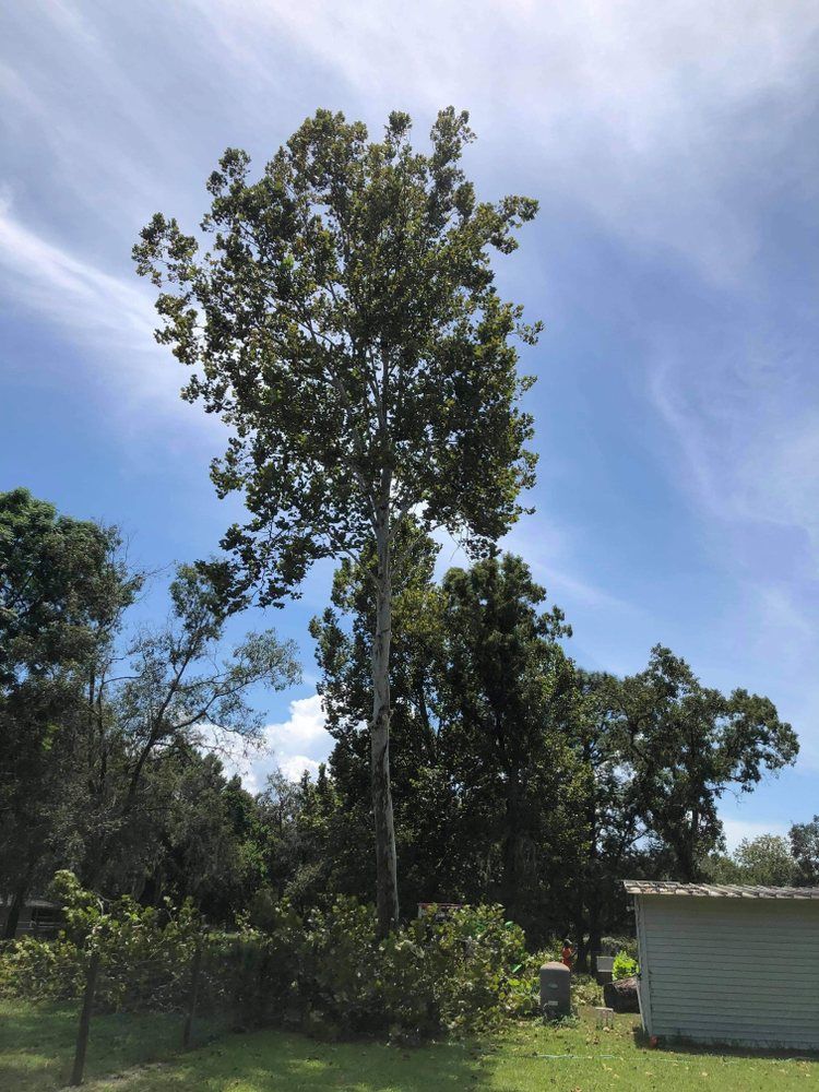A large tree with a blue sky in the background