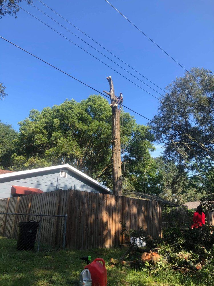 A person is climbing a tree next to a power line.