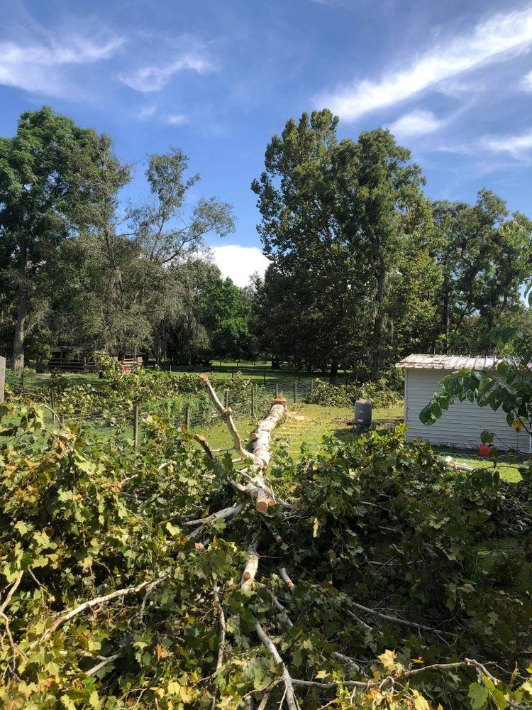 A fallen tree in a yard with a white house in the background.