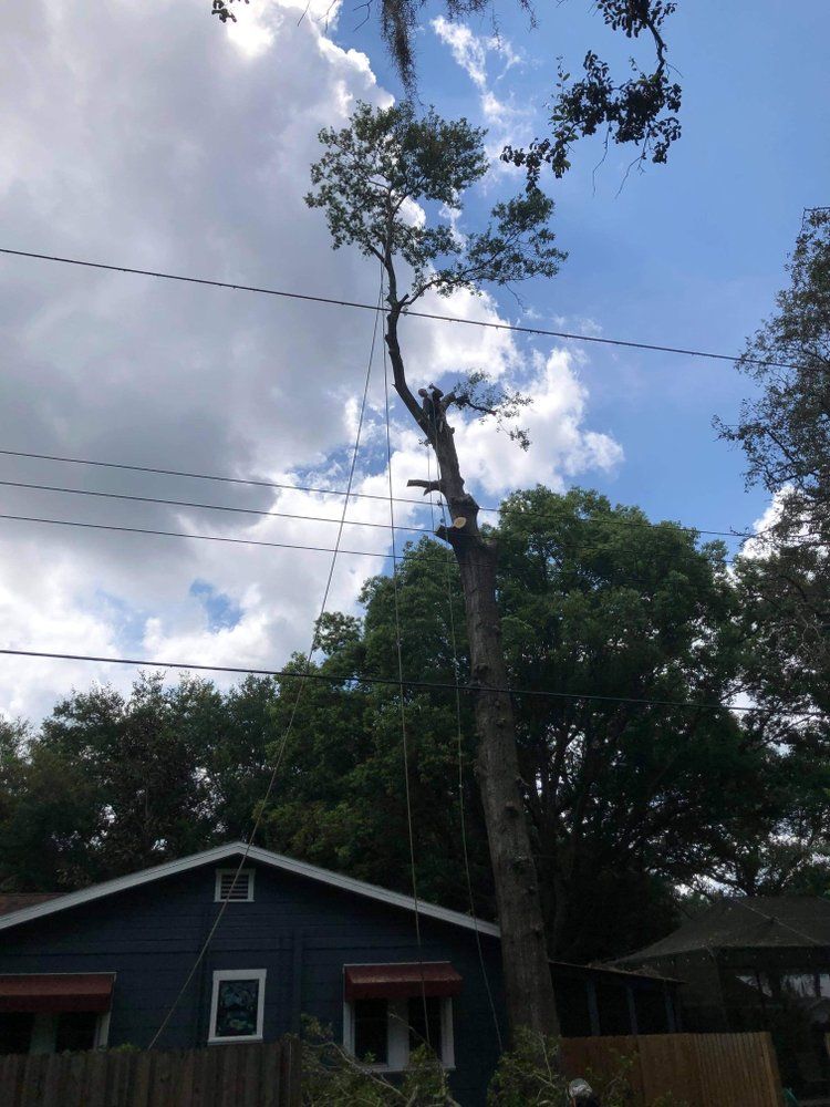 A tree being cut down in front of a blue house