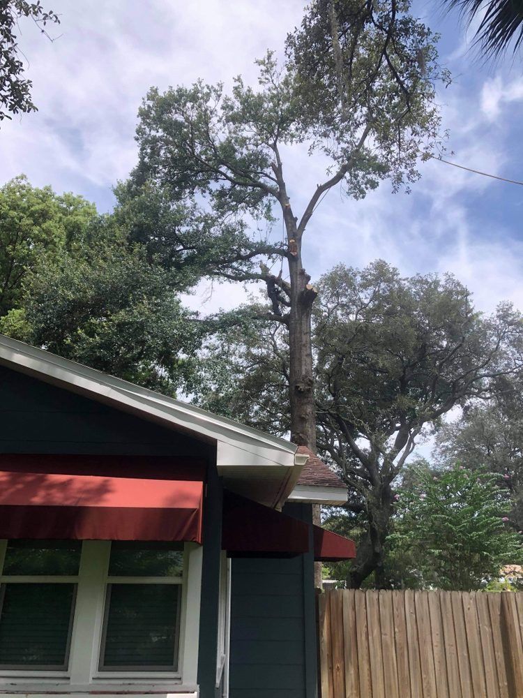 A tree is growing on the side of a house.