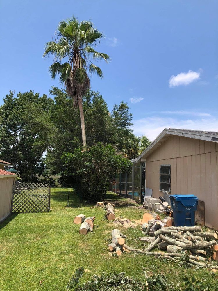 There is a palm tree in the backyard of a house.