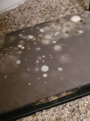 Professional Mold Remediation