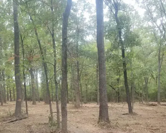 Forest with tall trees, brown ground, and dappled sunlight.