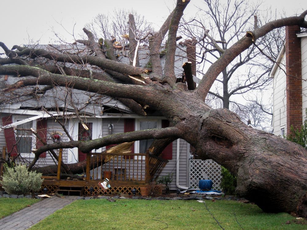 A tree has fallen on the house following a storm.