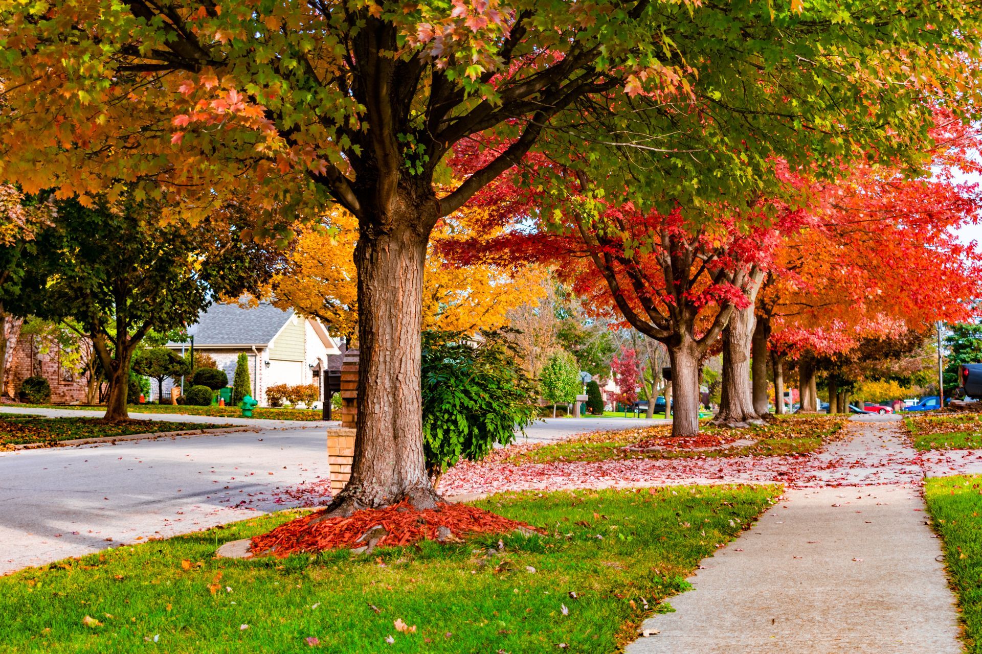 Falln trees in a neighborhoo