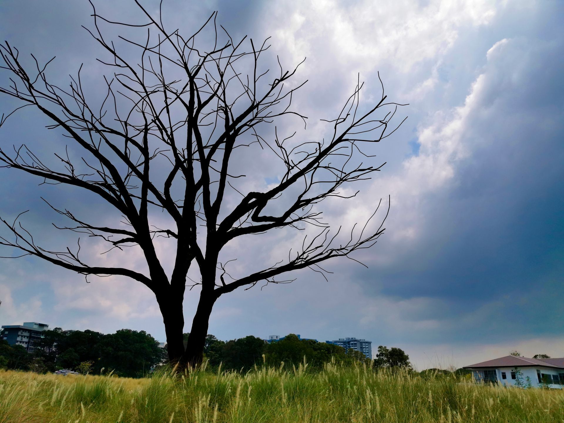 Dried-out tree