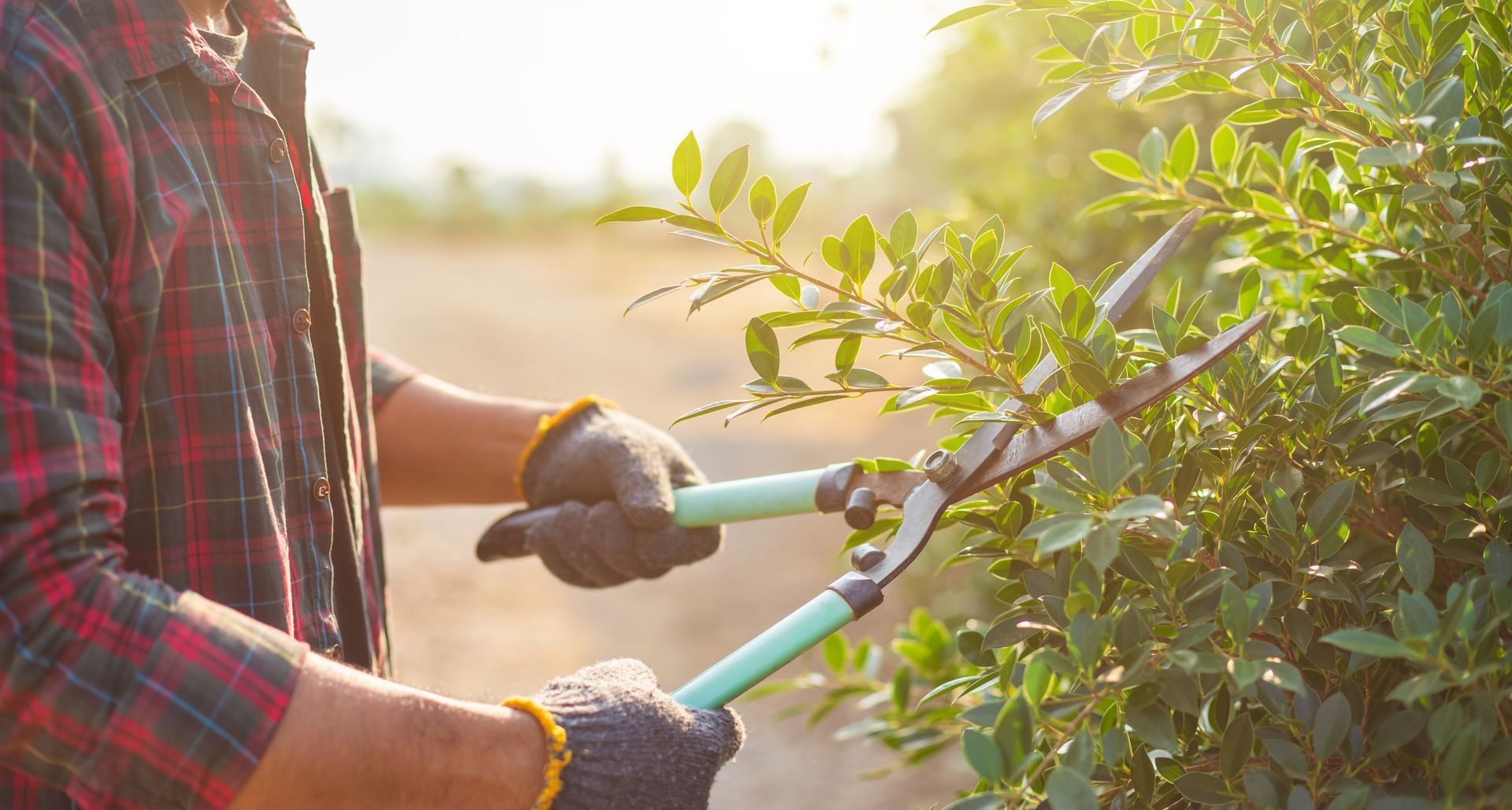 tree pruning