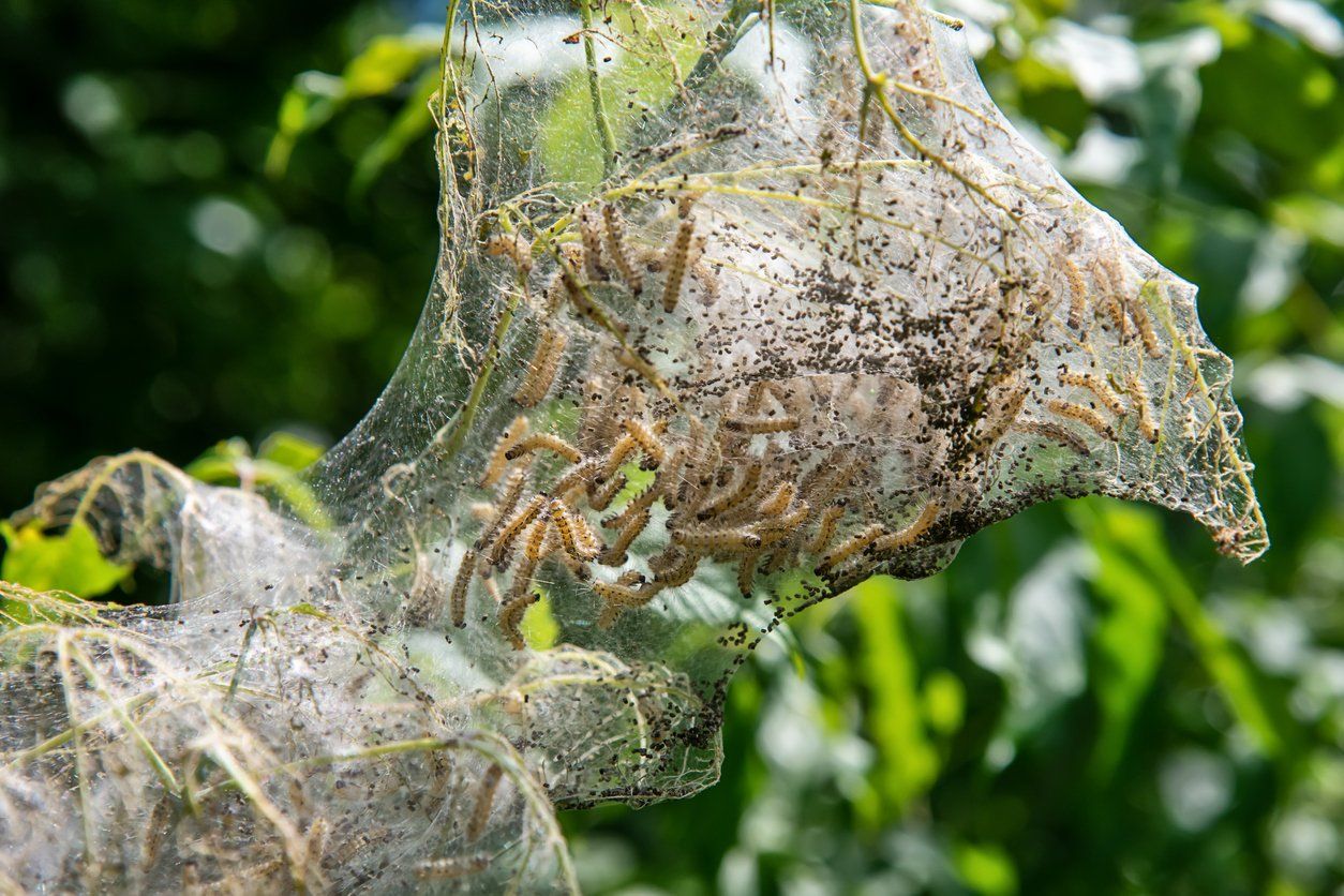 webworm infestation on tree