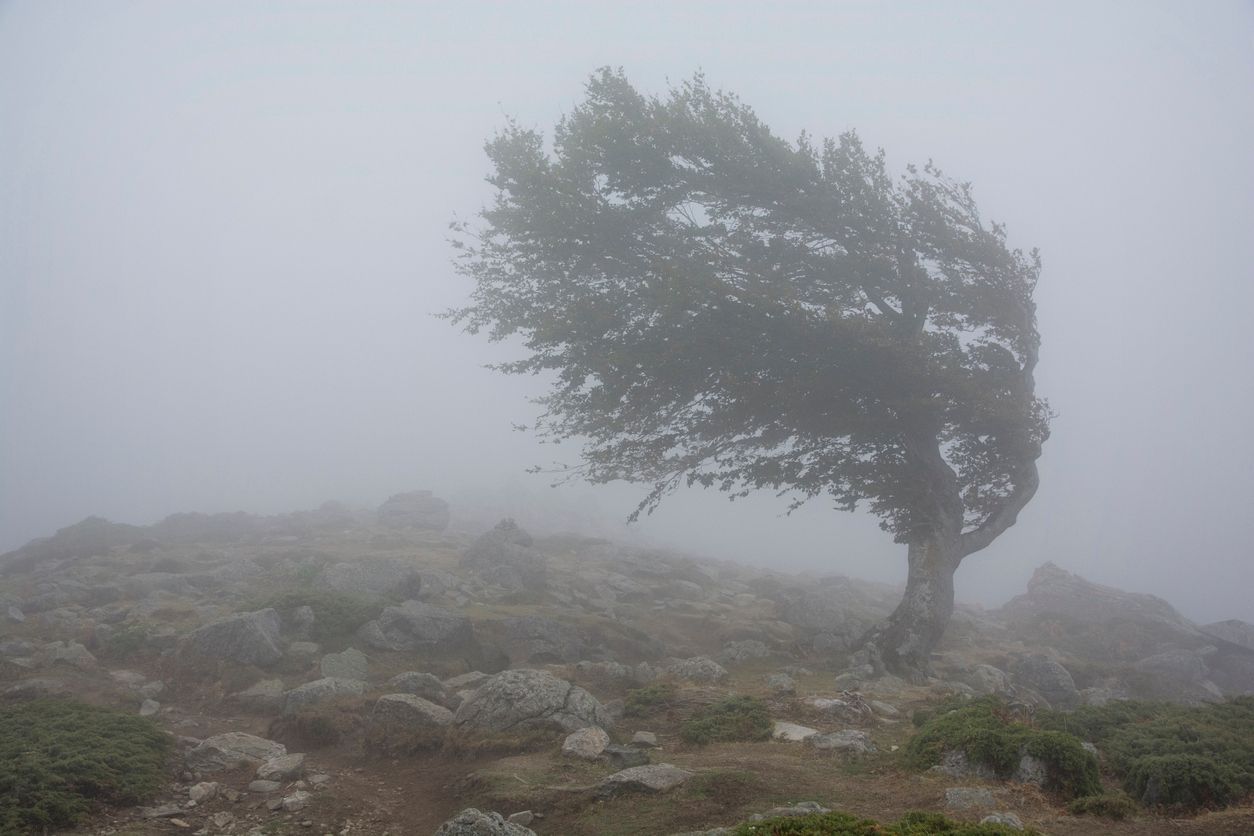 Tree blowing in the wind due to nearby tornado
