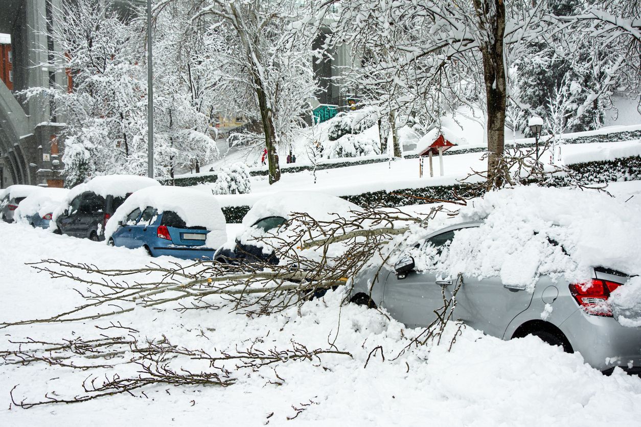 Cars in neighborhood with snow covered trees fallen on them