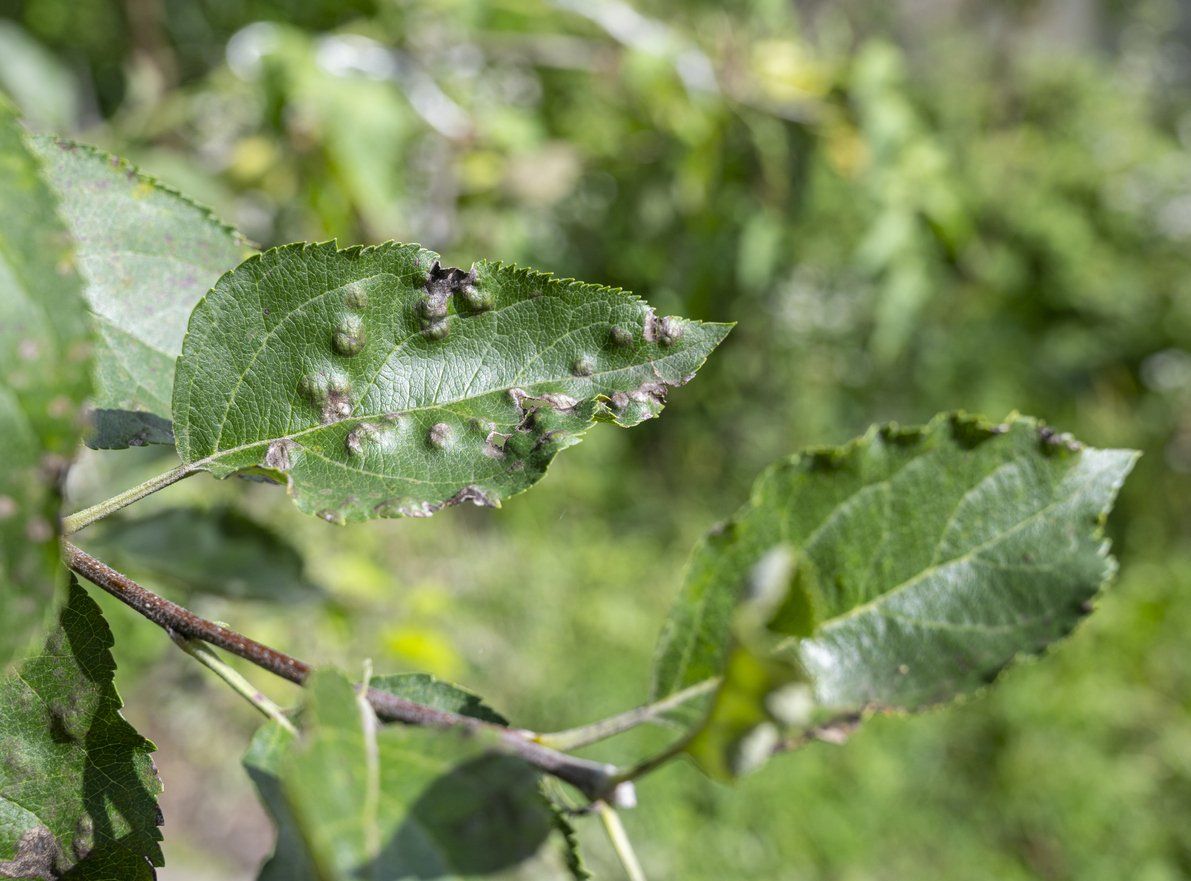 Leaves that have been impacted by tree disease