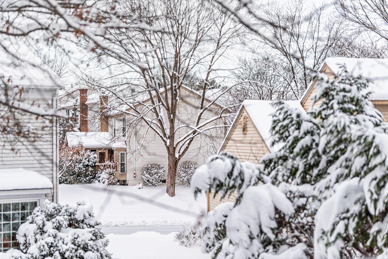 Winter trees in a neighborhood 