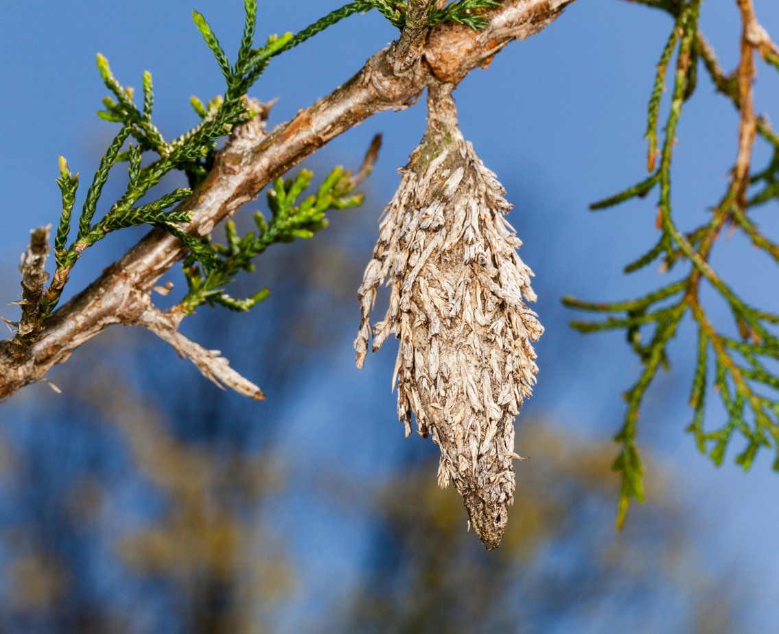 bag worms on pine tree