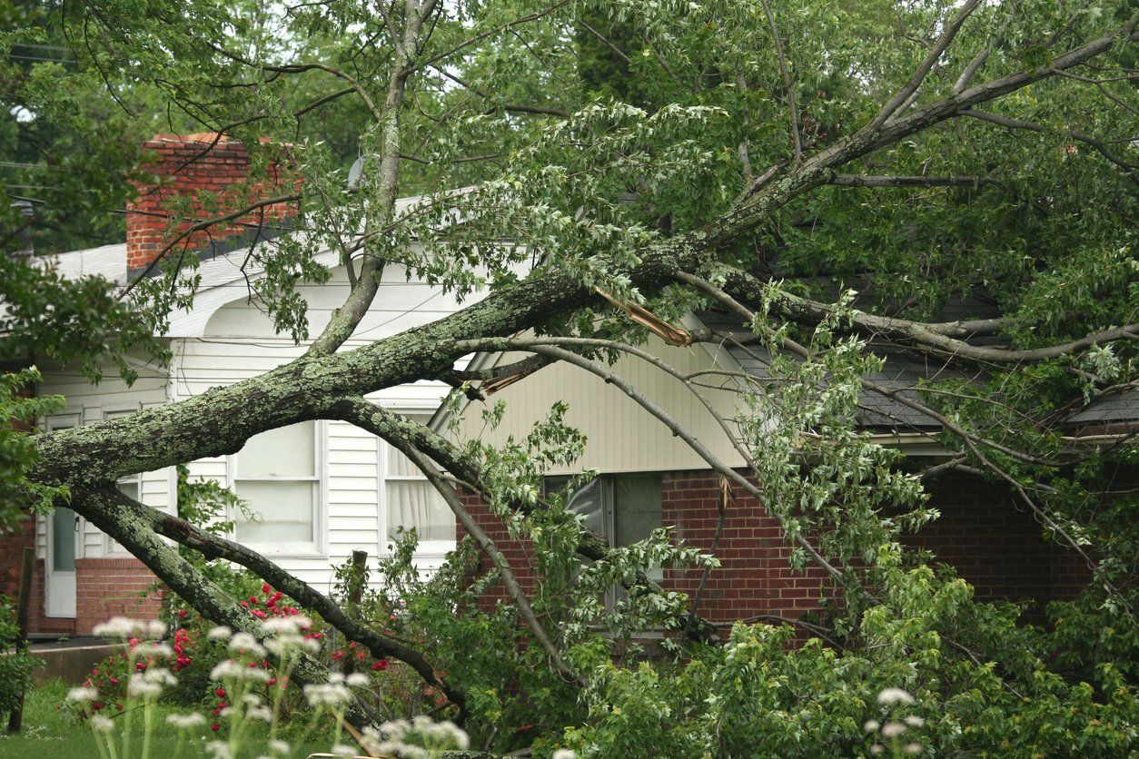 Tree that has fallen on a house