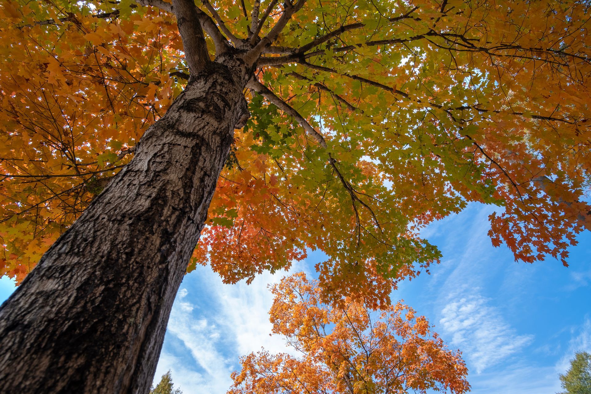 Fall tree with leaves changing colors