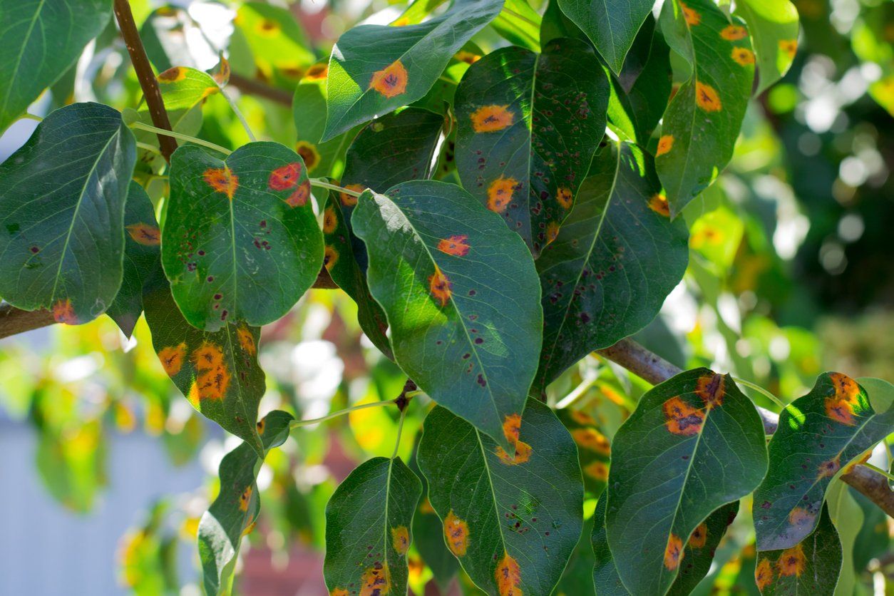 Disease leaves on tree