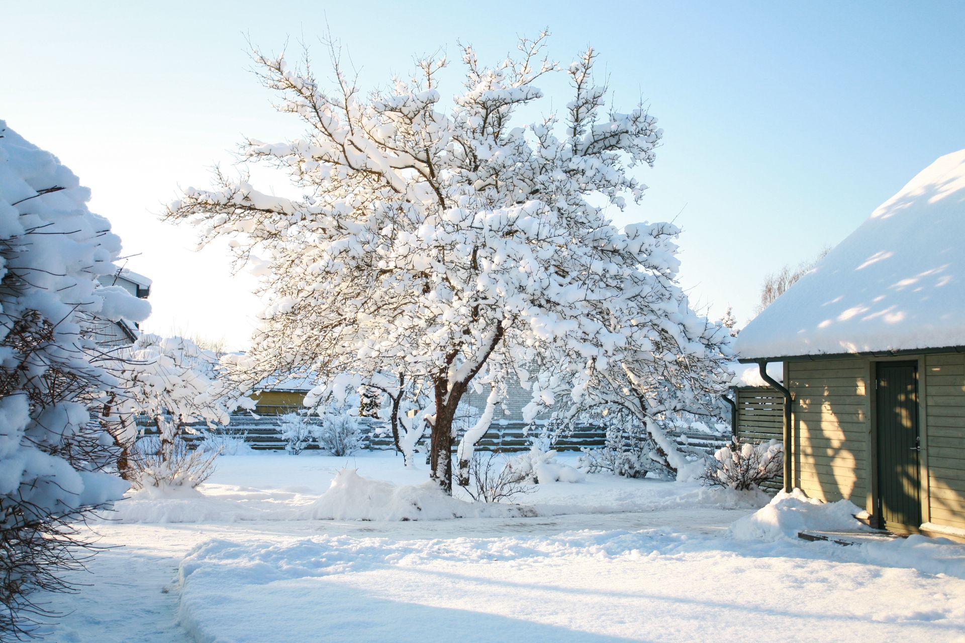 Residential tree covered in snow and ice