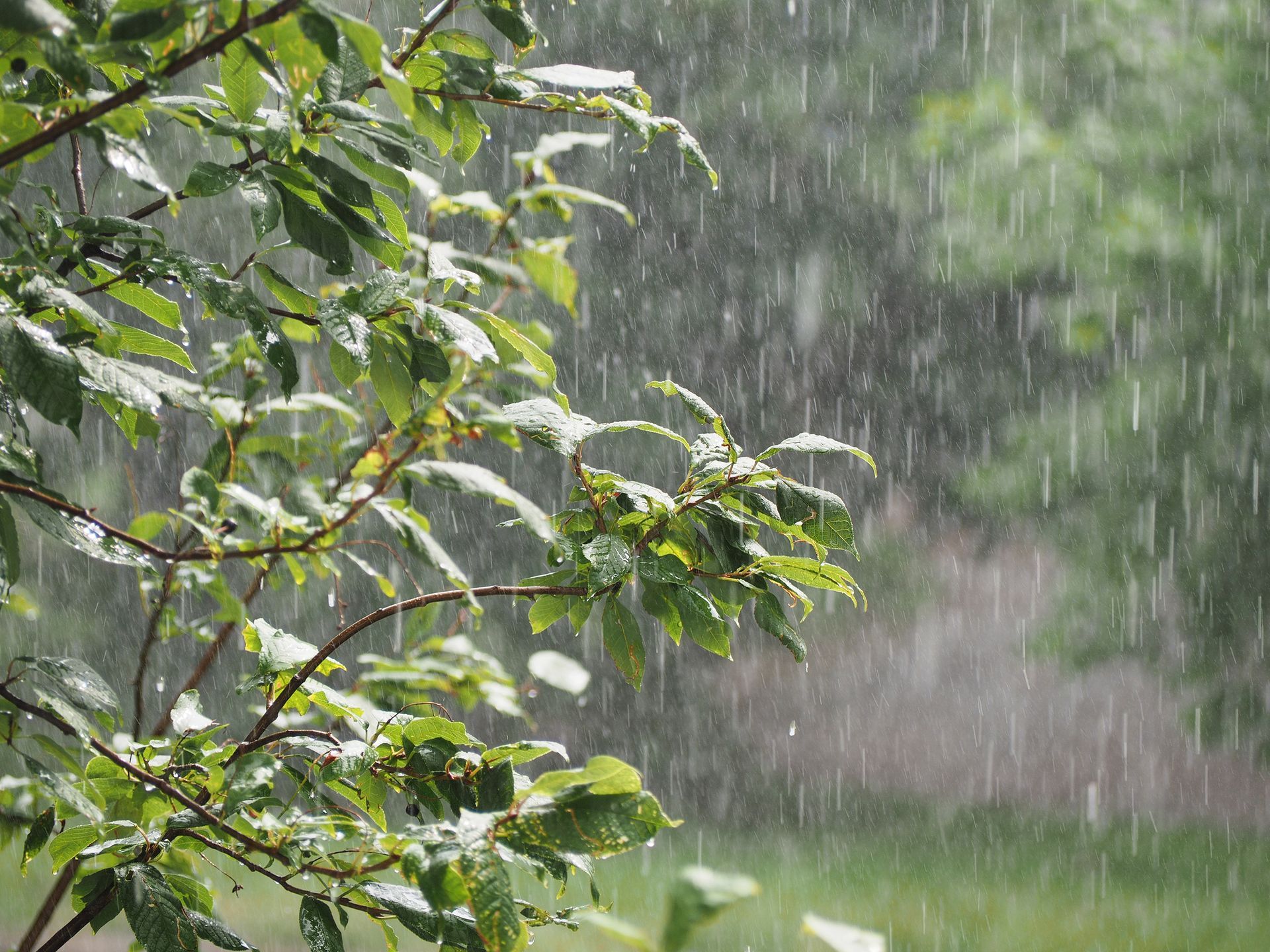 Tree branch and leaves in the rain