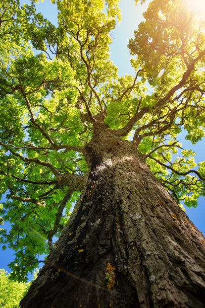 Picture of tree taken from below