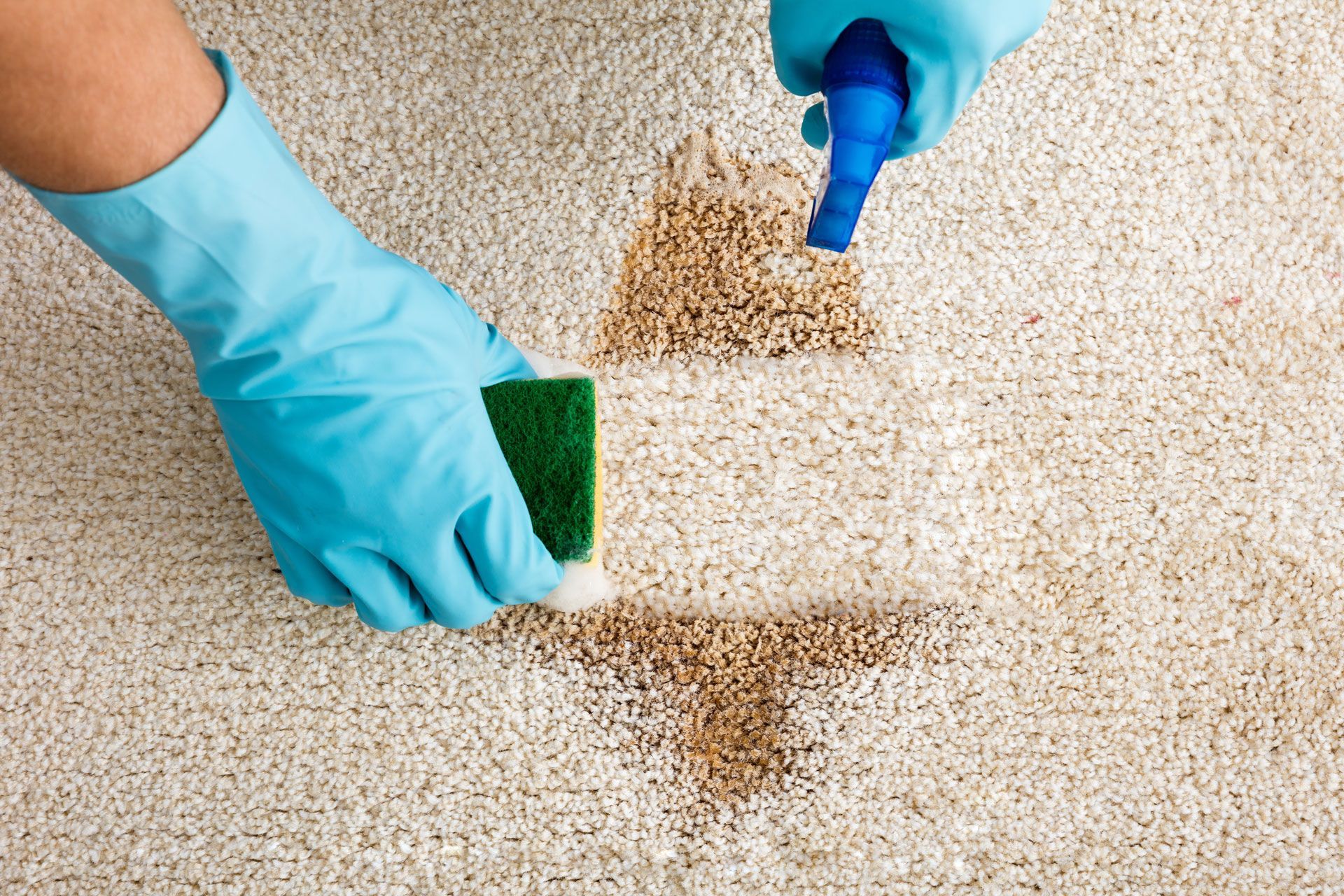 Person in blue gloves cleaning a stain on a cream carpet with a sponge and spray bottle.