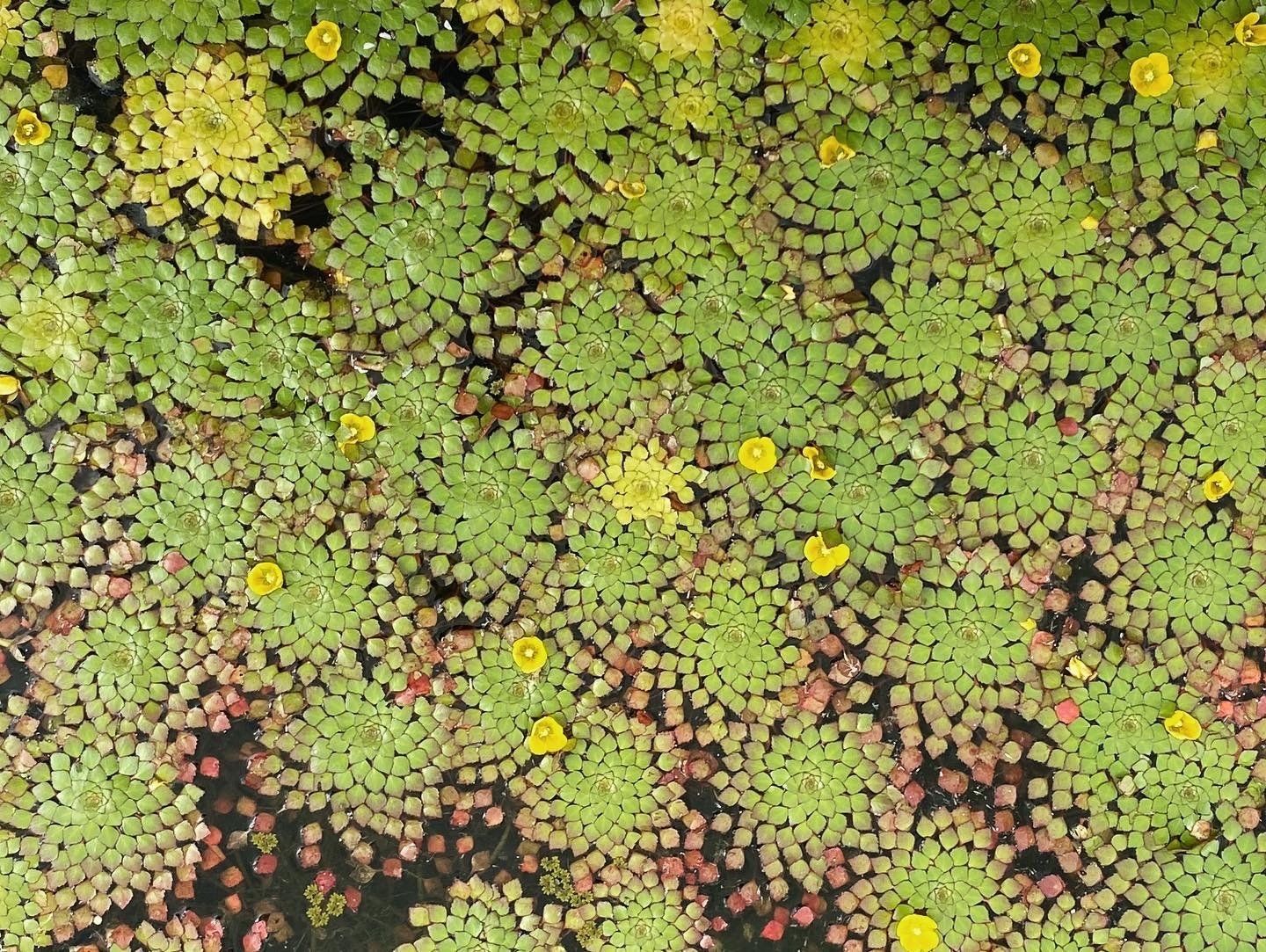 Image of green flora from Lewis Ginter Botanical Gardens. Image captured by RETEX's Katelyn Lewis. 