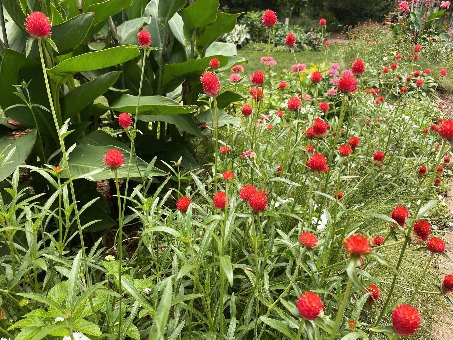 Image of red pom-pom flowers from Lewis Ginter Botanical Gardens. Image captured by RETEX's Katelyn Lewis. 