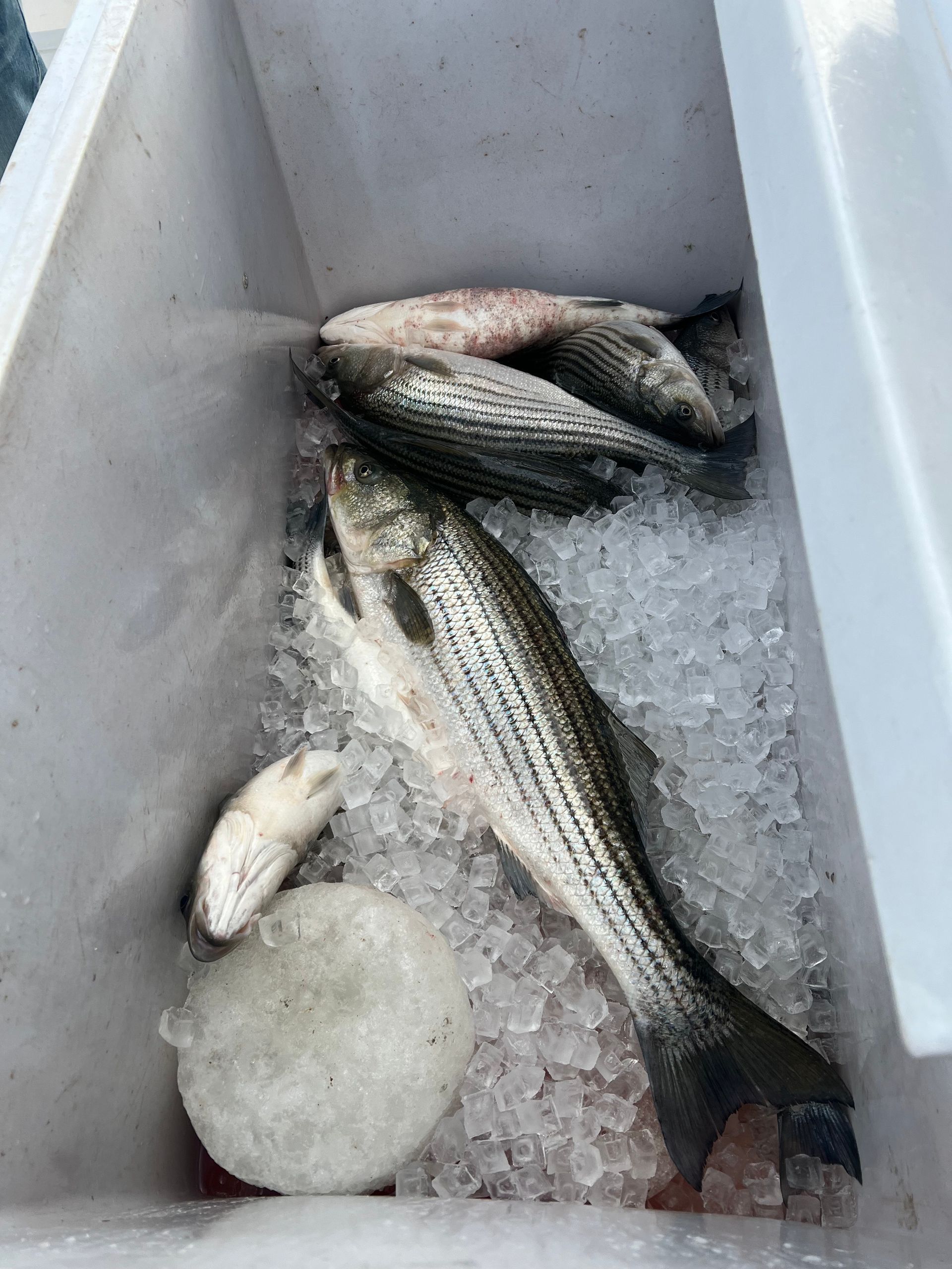 Image of RETEX's Mark Erickson holding a fish during a Chesapeake Bay trip with material supplier Superior Distribution.