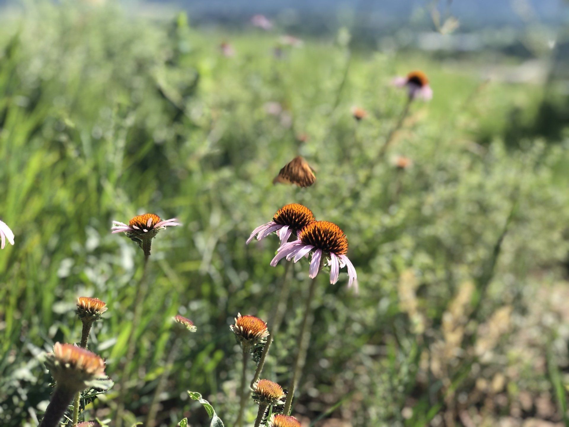 A butterfly is flying over a field of flowers.