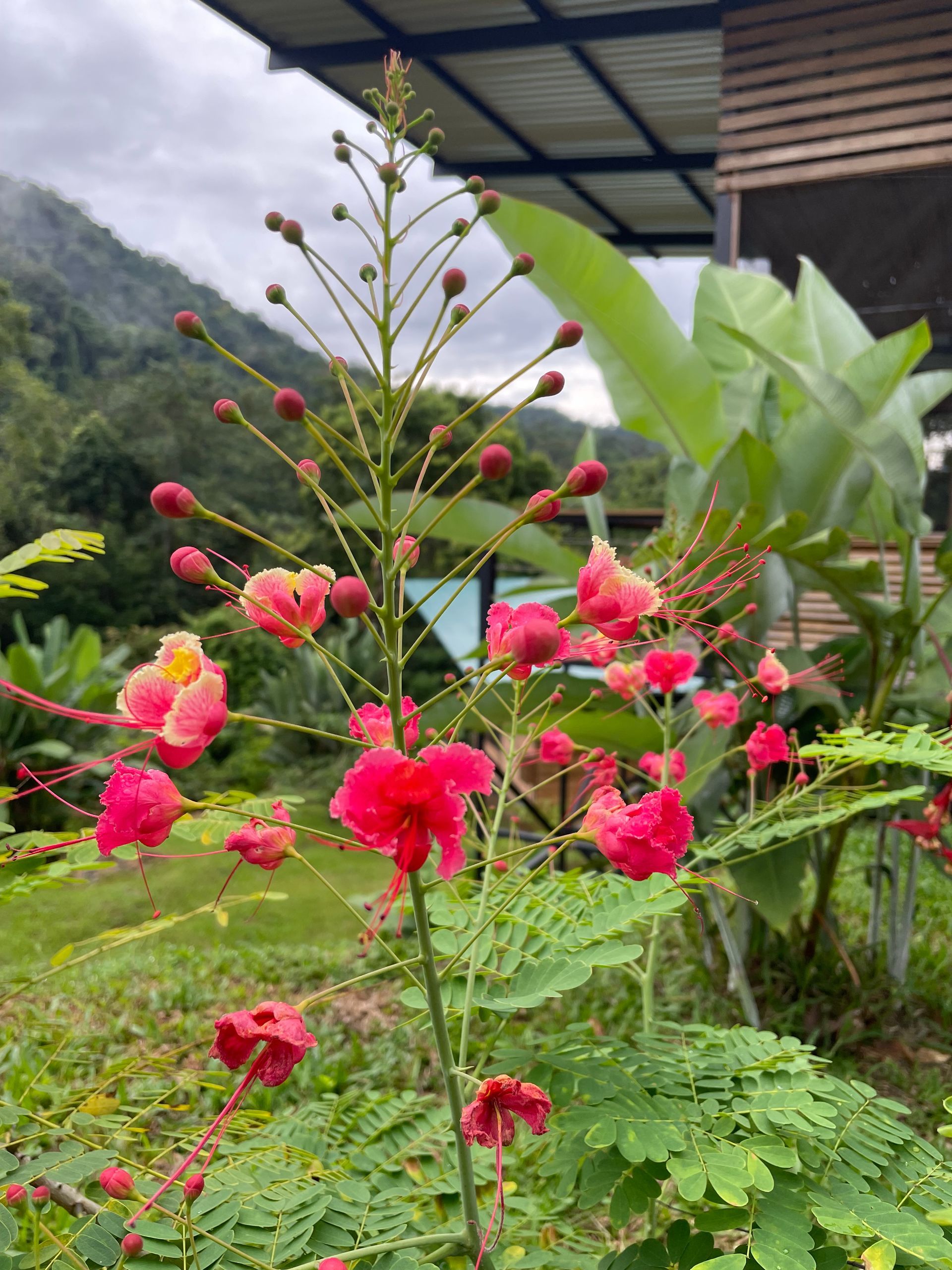 A close up of a plant with pink flowers and green leaves in a garden.