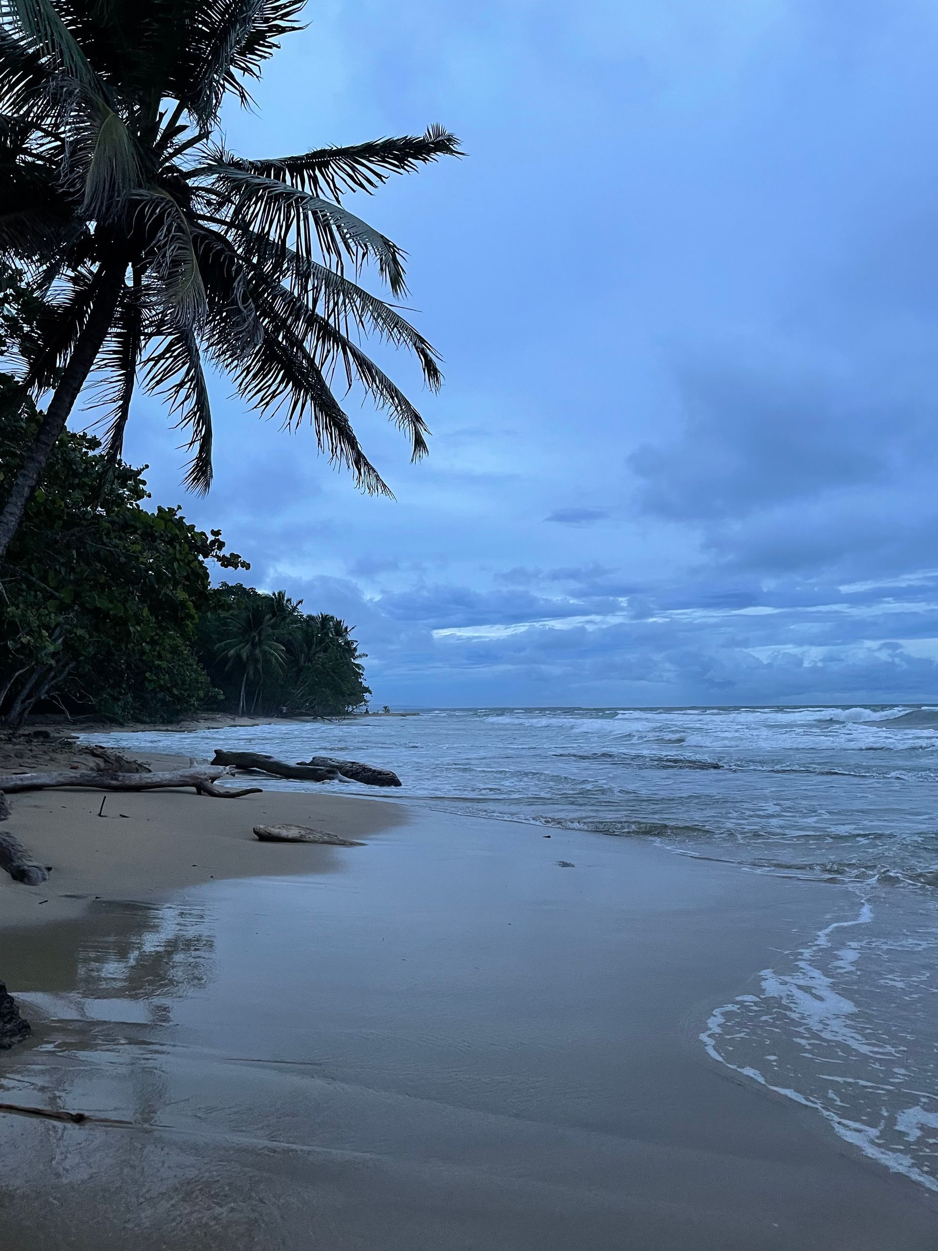A beach with a palm tree in the foreground
