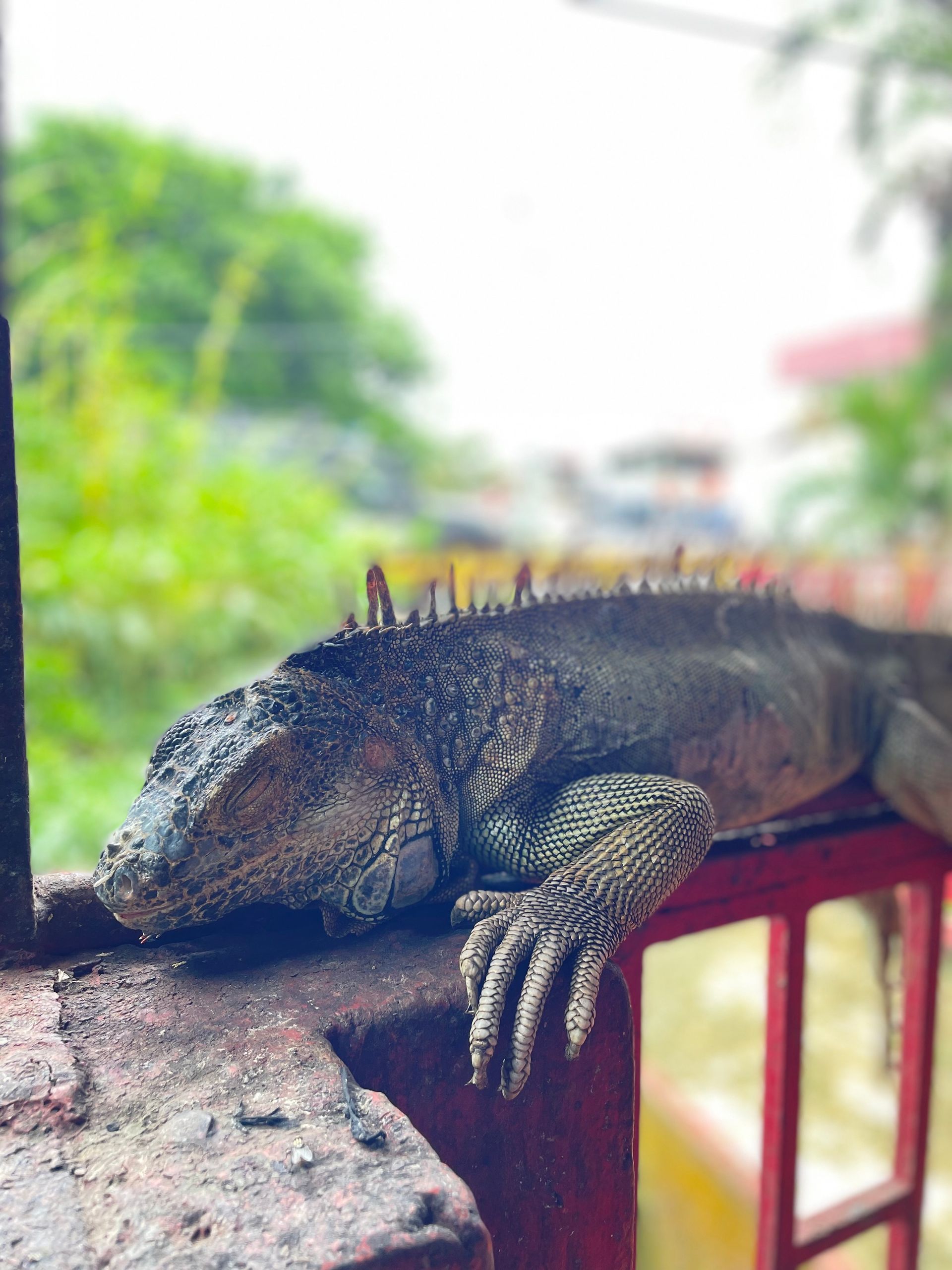 A lizard is laying on a railing next to a window.
