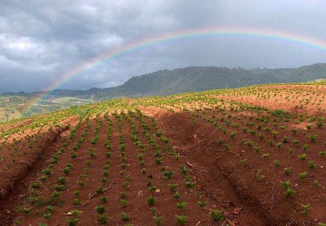 A rainbow is visible over a field of plants.