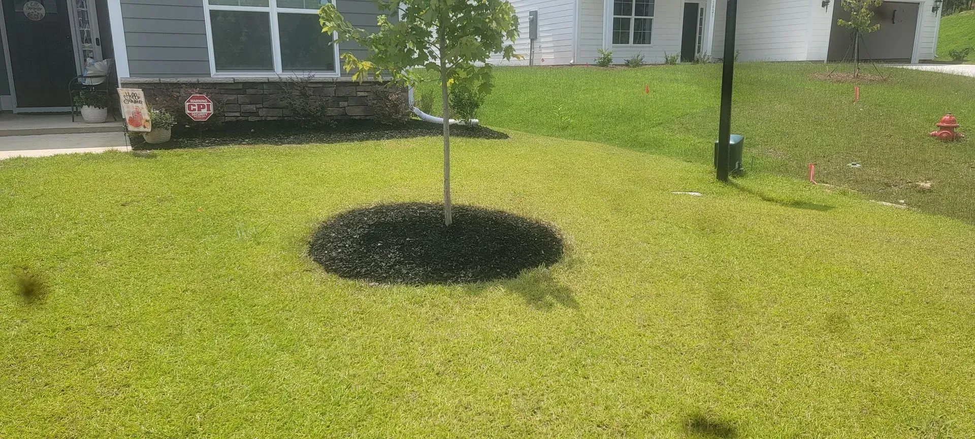 A tree with dark mulch in a green lawn. A house is in the background.